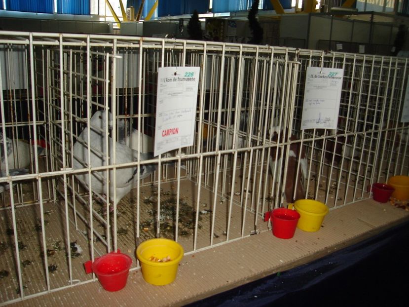  - Expozitie pasari si animale Cluj 2017