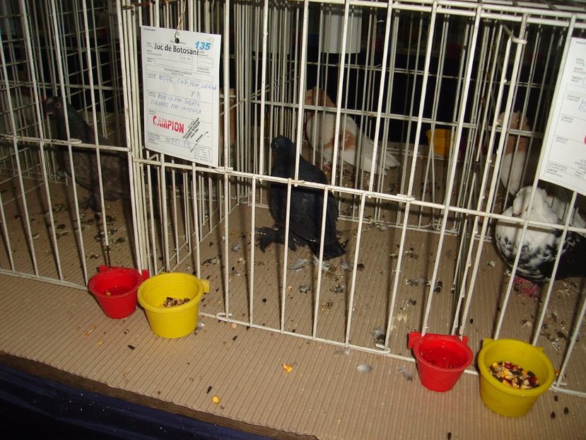  - Expozitie pasari si animale Cluj 2017