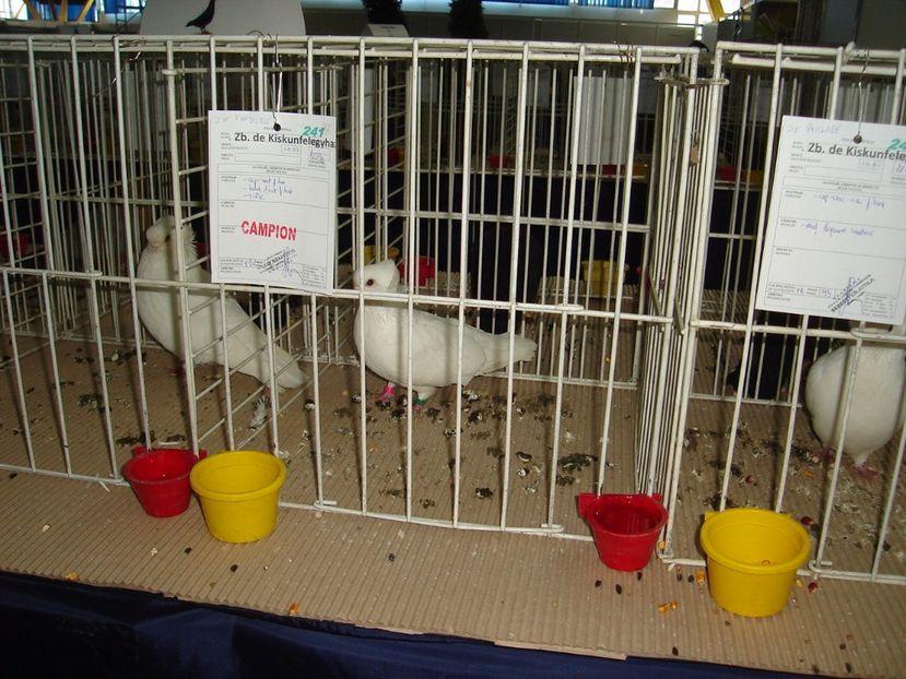  - Expozitie pasari si animale Cluj 2017