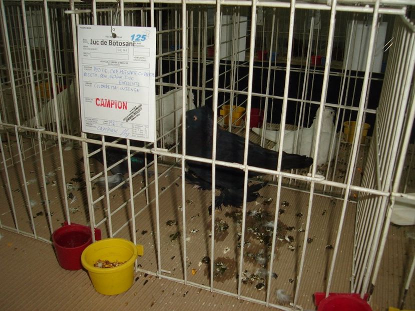  - Expozitie pasari si animale Cluj 2017