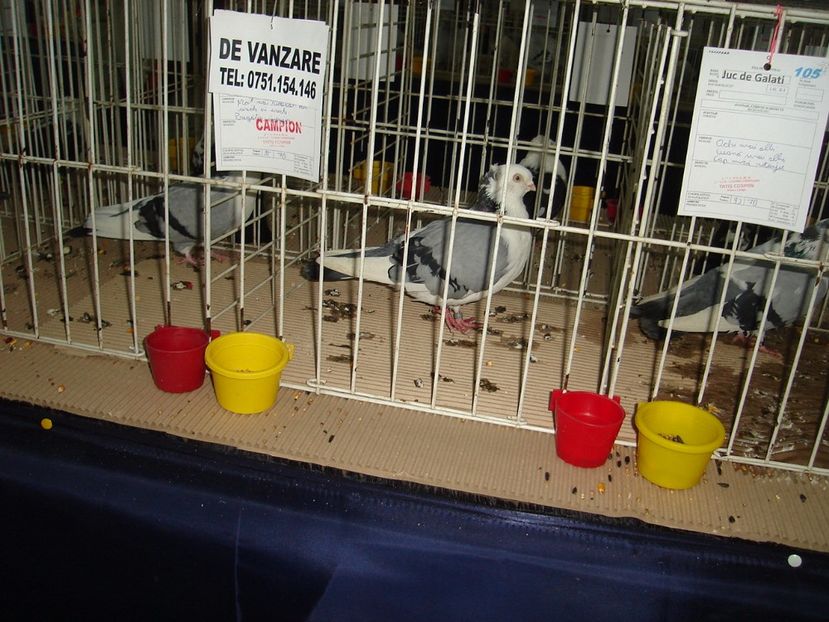  - Expozitie pasari si animale Cluj 2017