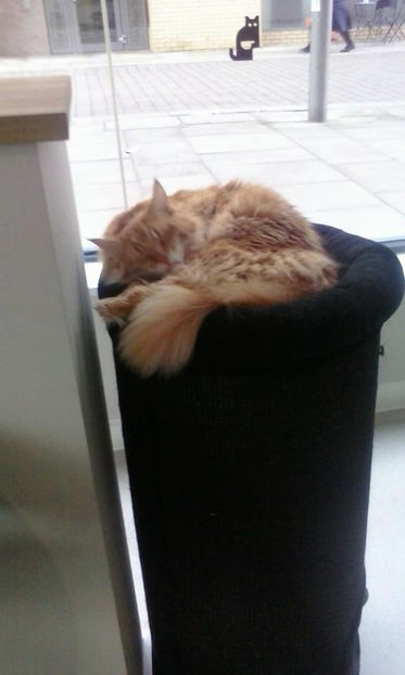 se doarme!!! - cafeneaua pisicilor