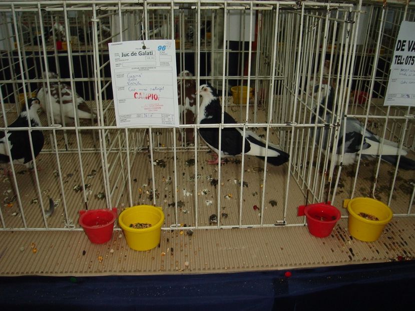  - Expozitie pasari si animale Cluj 2017