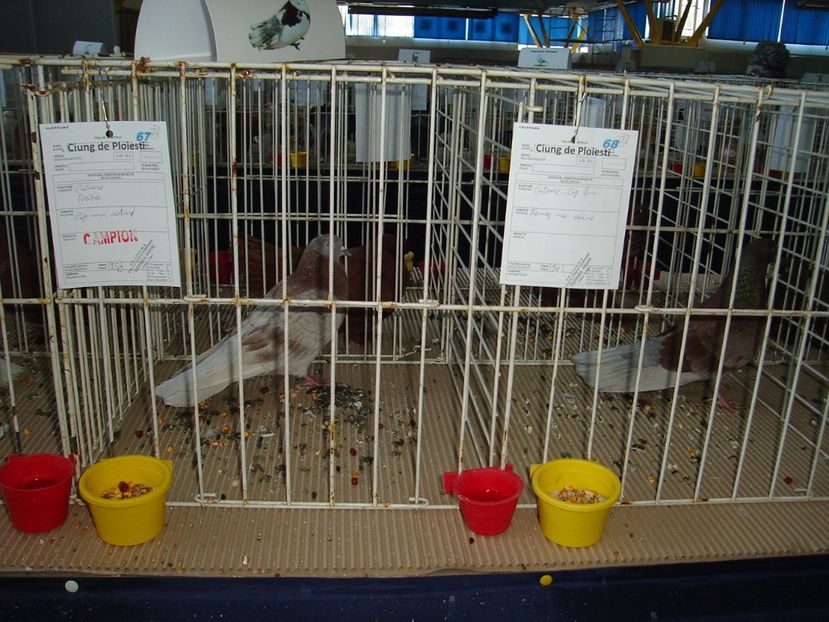  - Expozitie pasari si animale Cluj 2017