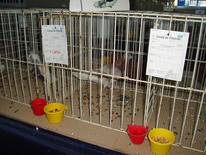  - Expozitie pasari si animale Cluj 2017