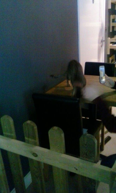 15747391_1416912951654497_1719570292915903682_n