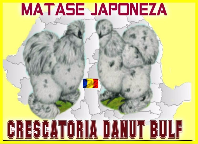 danut bulf - Matase Japoneza Alba MATCA 2016