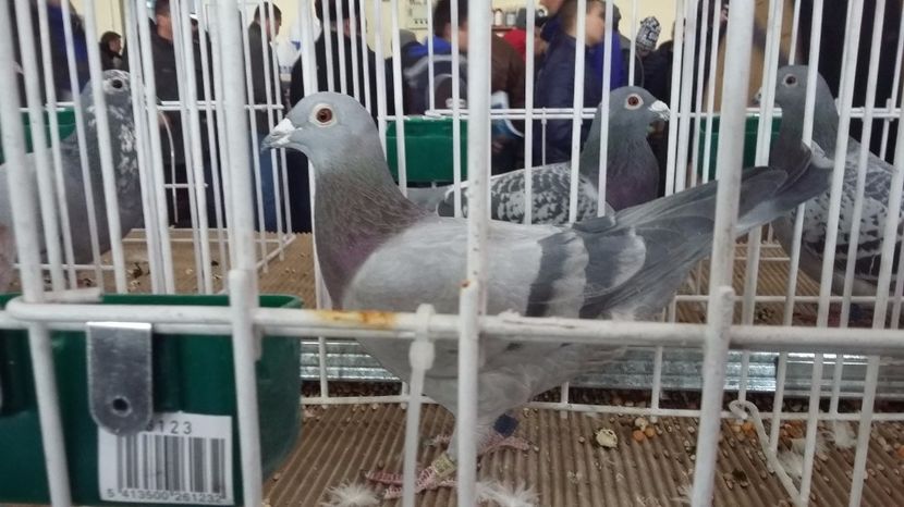 LOC 2 EXPO UCP 2016 MARATON FCI