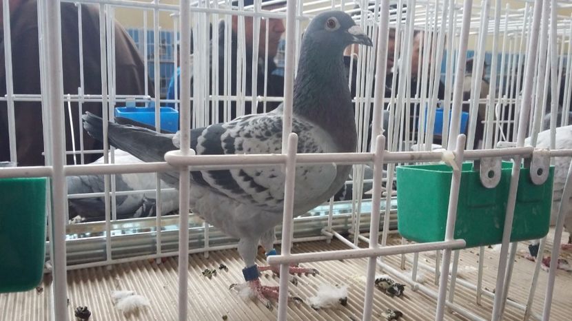 LOC 2 NAT UCP 2016 DEM PALM YEAR