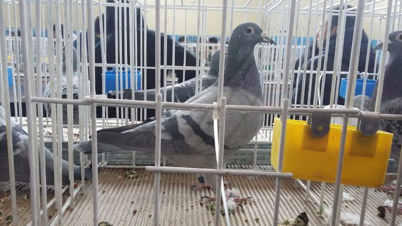 LOC 3 EXPO UCP 2016 MARE FOND PALM 5 ANI; loc 4 nat MARE FOND 5 ani palm ,&#039; loc 5 nat FOND 5 ani palm
