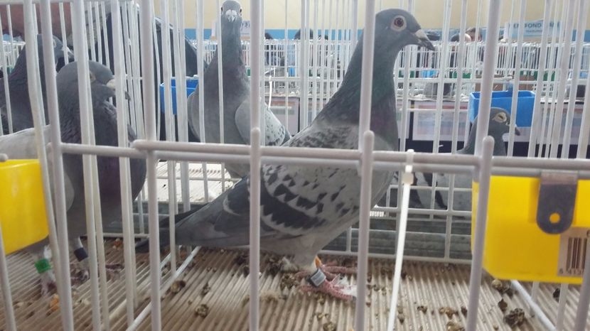 LOC 15 EXPO UCP 2016 GEN M+Y