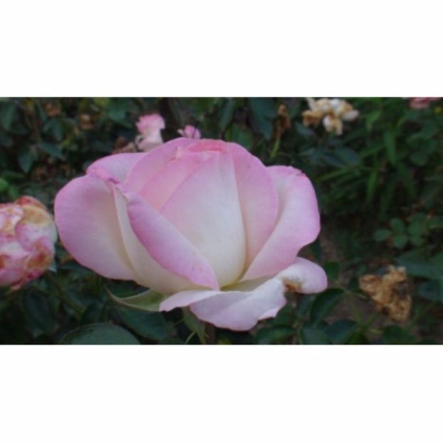 butasi-de-trandafiri-elle-3109_3109 - Th elle
