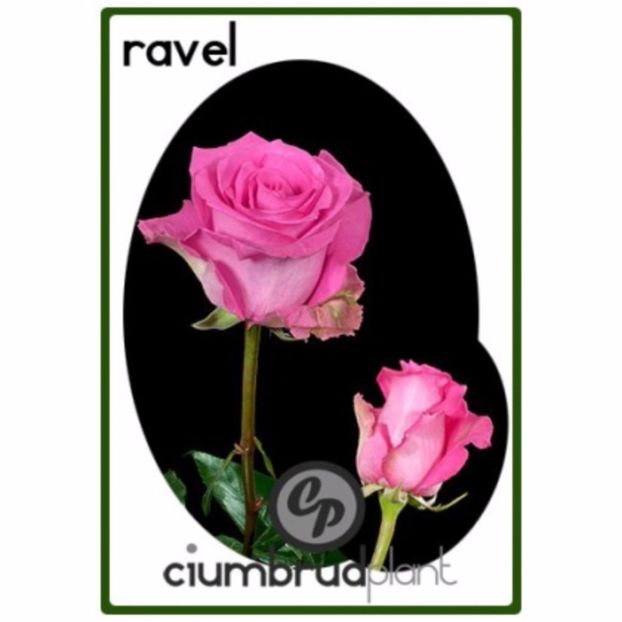 trandafiri-ravel-801_801 - Th ravel