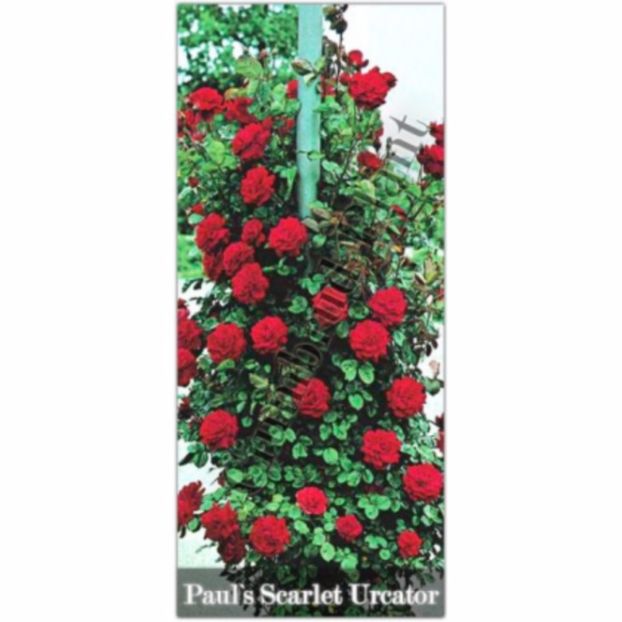 trandafiri-paul-s-scarlet-836_836 - Urcator paul scarlet