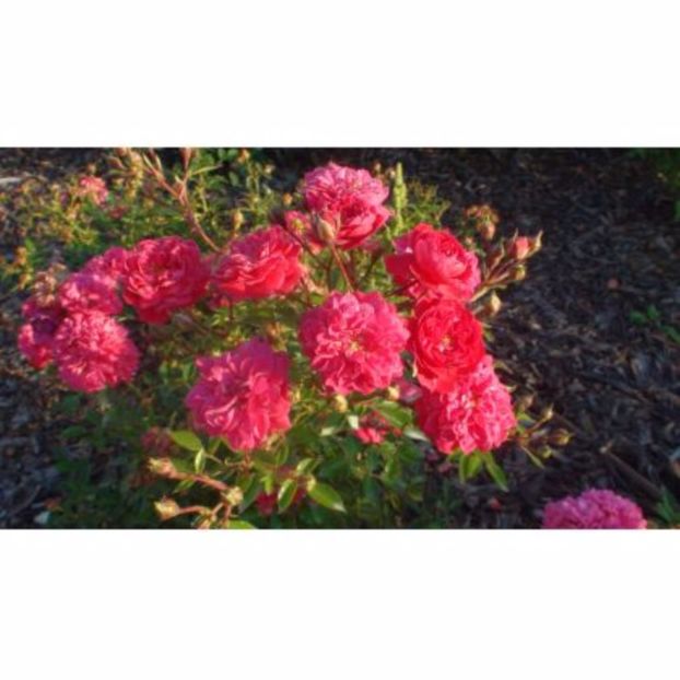 roxy_3172 - Trandafir pitic roxi