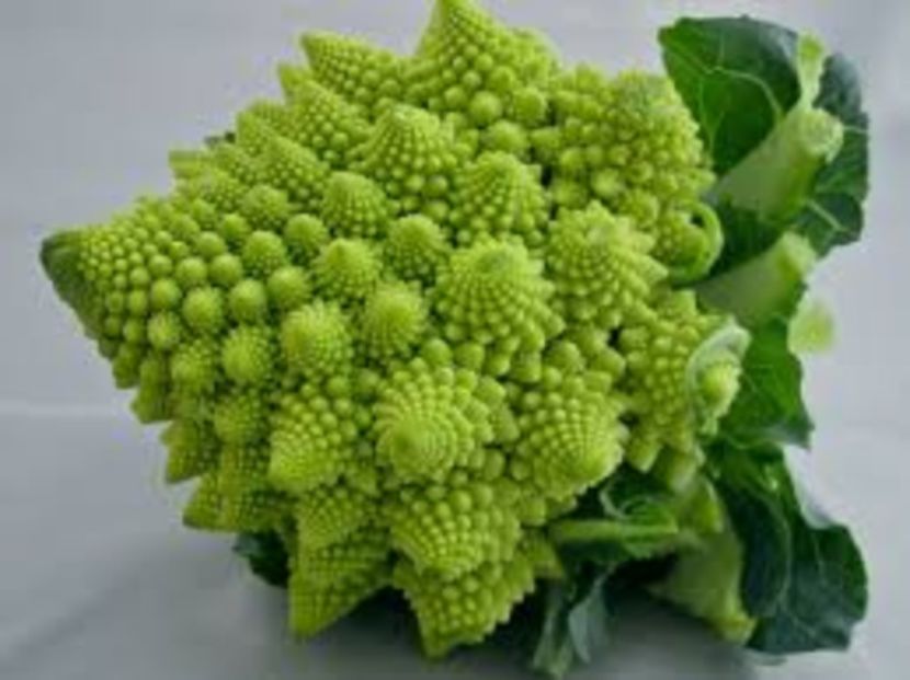  - SEMINTE CONOPIDA ROMANESCO