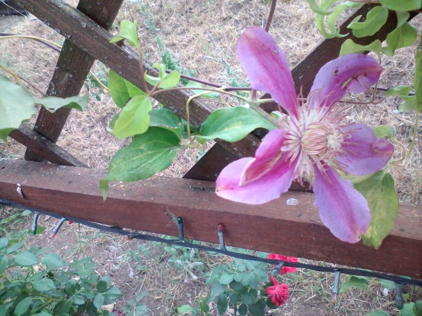 clematita2