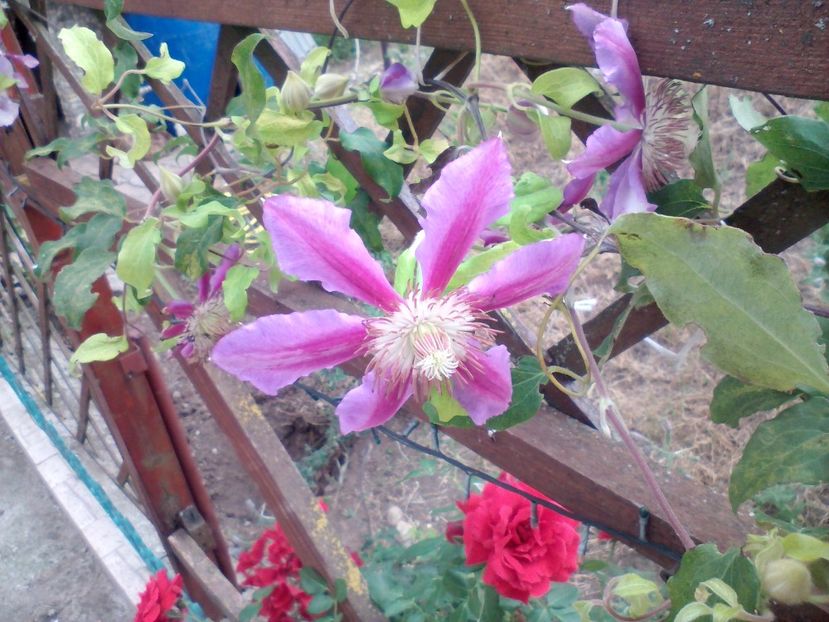 clematita3