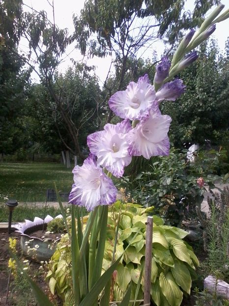 gladiola1