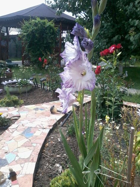 gladiola2