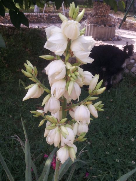 yucca filamentosa  1