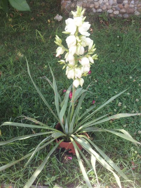 yucca filamentosa  2