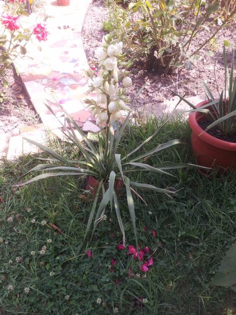 yucca filamentosa  3