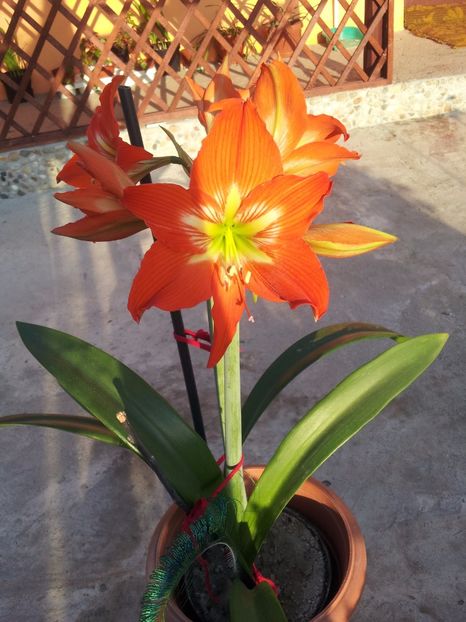 amaryllis4 - Plante la ghiveci