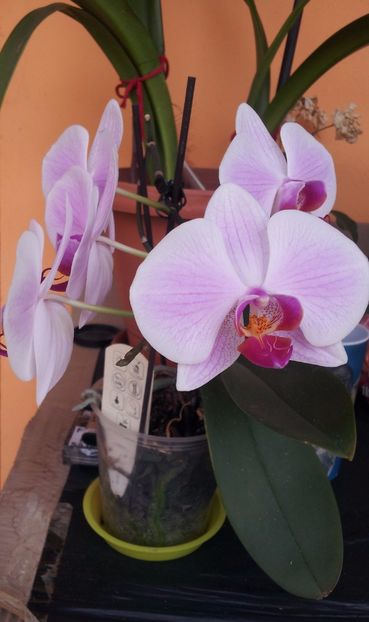 orhidee 2 - Plante la ghiveci