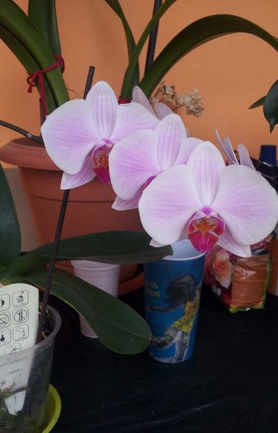orhidee 3 - Plante la ghiveci