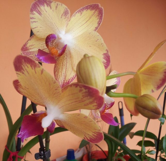 orhidee 5 - Plante la ghiveci