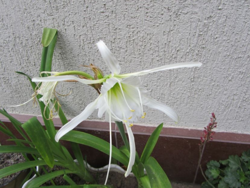 Hymenocallis (2)