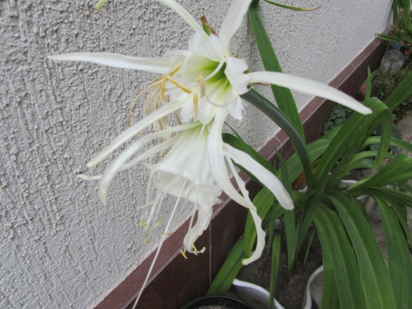 Hymenocallis
