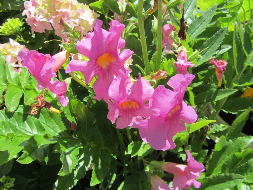 Incarvillea delavayi (3)