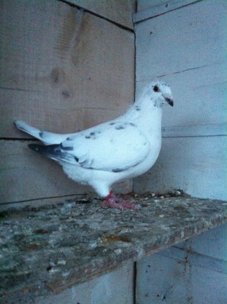 Ultima F 2016/3 luni