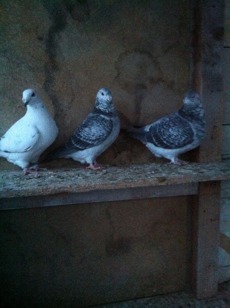 Toate surori de 2015