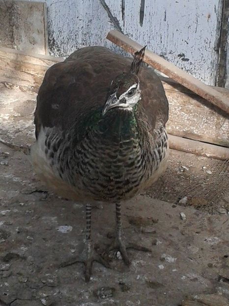 16117272_1846693048942708_582490457_n