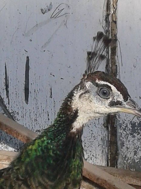 16117964_1846693078942705_1225041469_n