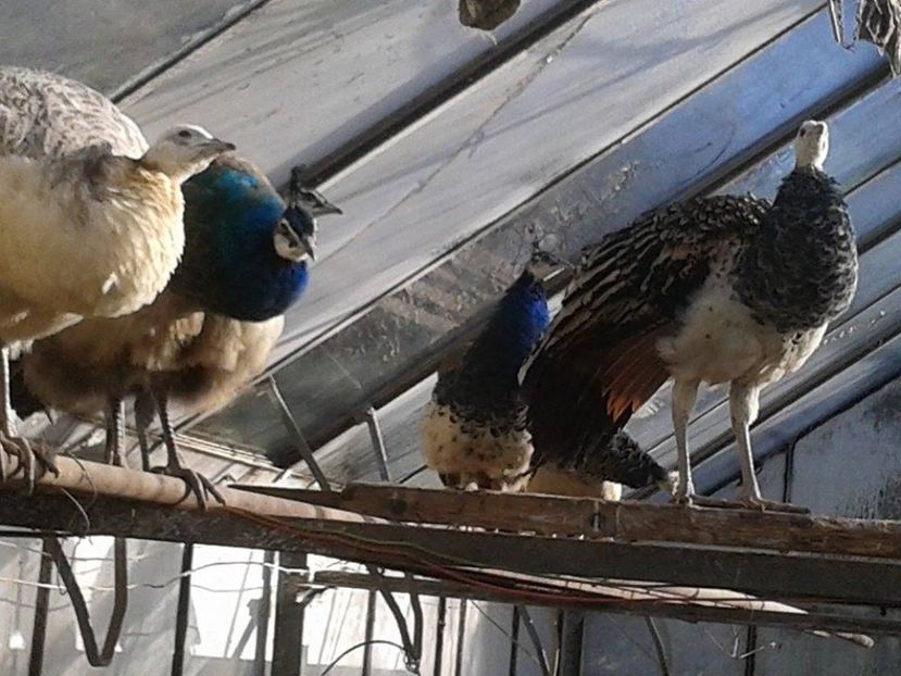 16118125_1846693555609324_1807748409_n