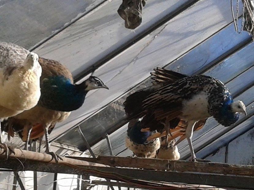 16118494_1846693538942659_223382238_n