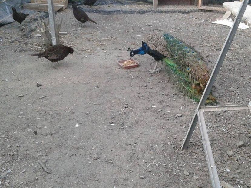 16128593_1846693438942669_2060353130_n