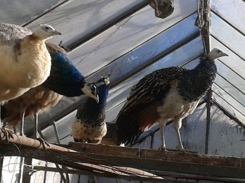 cei 3 masculi vanduti