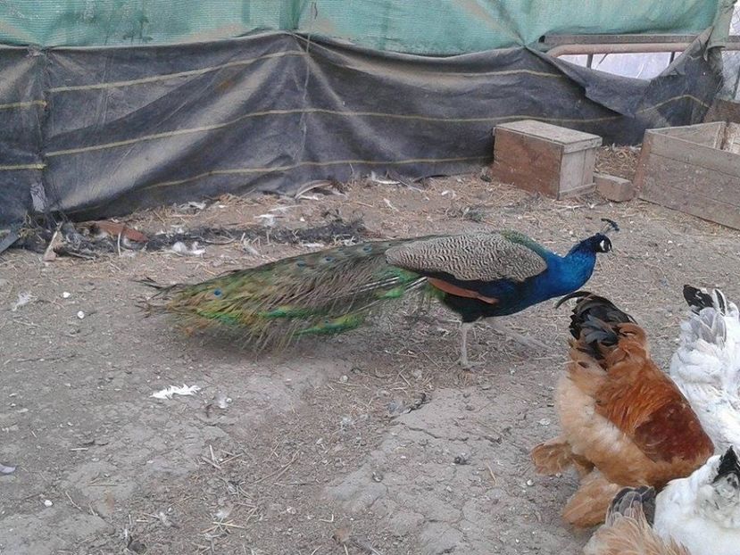 16144169_1846693318942681_272603646_n