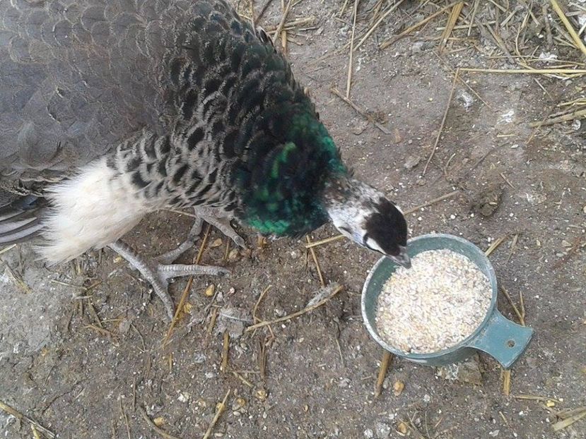 16144178_1846693232276023_766173153_n