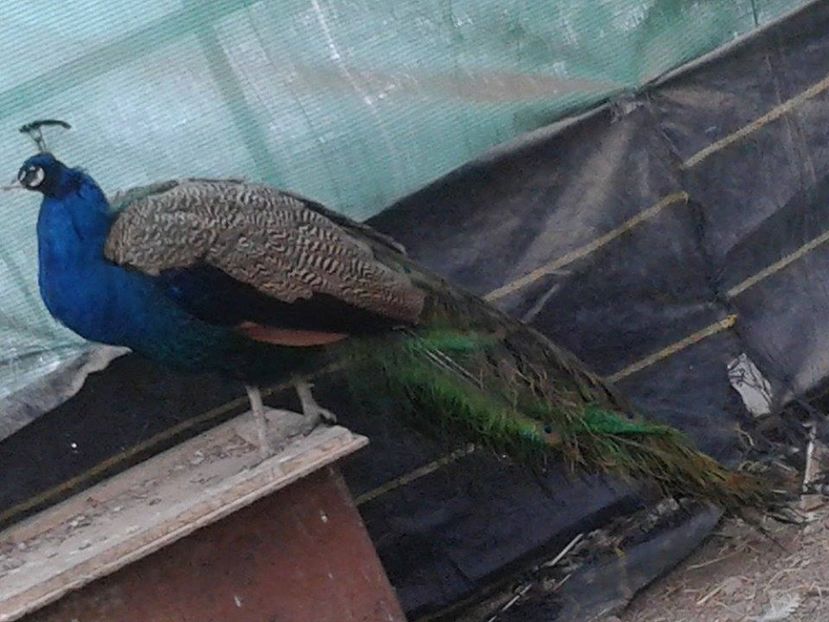 16144501_1846693268942686_673263837_n