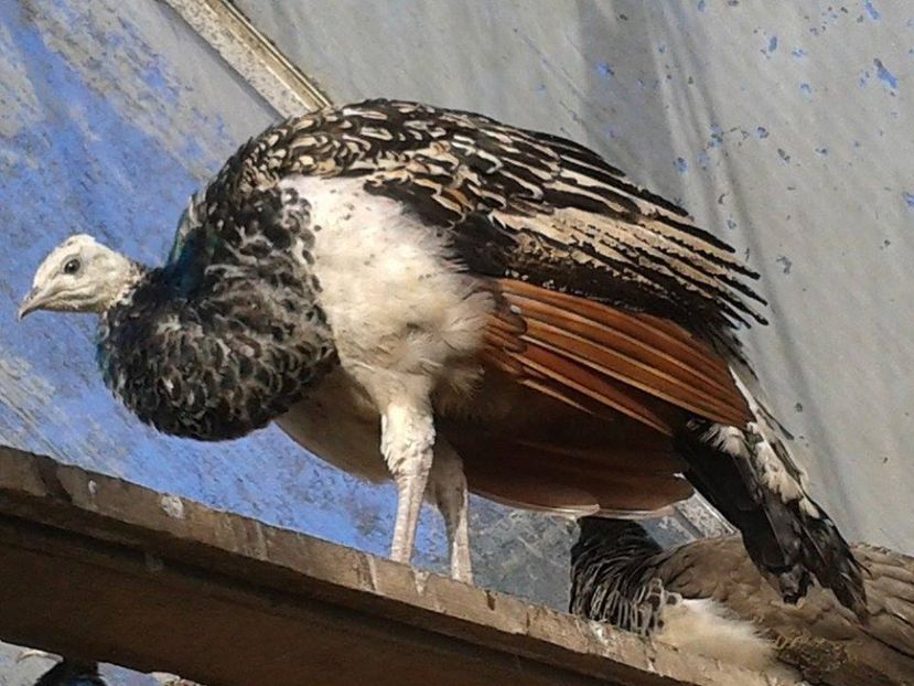 16144555_1846693512275995_1125474019_n