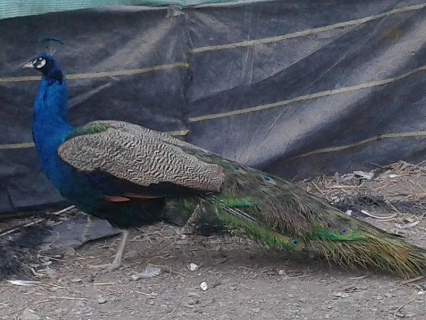 16144645_1846693275609352_1222037451_n