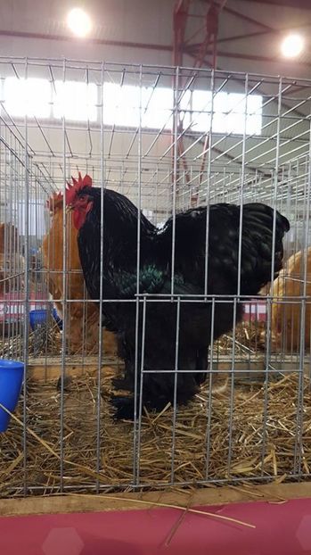 15319387_1146057602156701_1212229605_n - 2017 CN