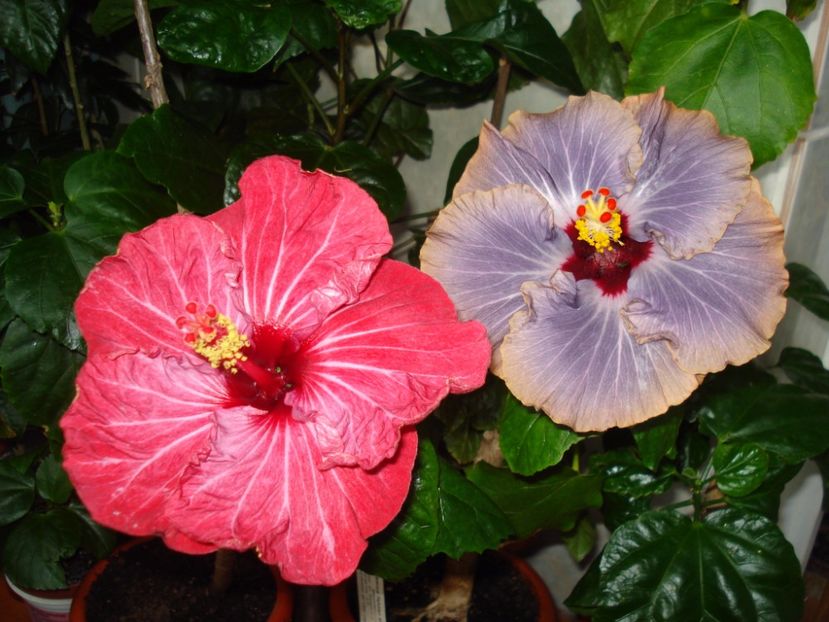  - Hibiscus Twilight Glow