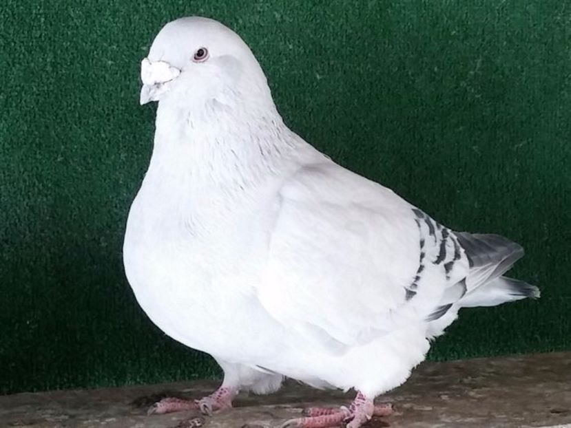  - Porumbei standard vanduti